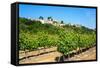 Menerbes and Vines, Luberon, Provence, France, Europe-Peter Groenendijk-Framed Stretched Canvas