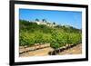 Menerbes and Vines, Luberon, Provence, France, Europe-Peter Groenendijk-Framed Photographic Print