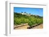 Menerbes and Vines, Luberon, Provence, France, Europe-Peter Groenendijk-Framed Photographic Print