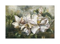 Dawning Magnolias-Meng-Stretched Canvas