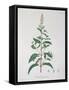 Mentha Piperita from "Phytographie Medicale" by Joseph Roques, Published in 1821-L.f.j. Hoquart-Framed Stretched Canvas