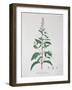 Mentha Piperita from "Phytographie Medicale" by Joseph Roques, Published in 1821-L.f.j. Hoquart-Framed Giclee Print