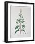 Mentha Piperita from "Phytographie Medicale" by Joseph Roques, Published in 1821-L.f.j. Hoquart-Framed Giclee Print