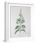 Mentha Piperita from "Phytographie Medicale" by Joseph Roques, Published in 1821-L.f.j. Hoquart-Framed Giclee Print