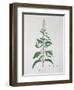 Mentha Piperita from "Phytographie Medicale" by Joseph Roques, Published in 1821-L.f.j. Hoquart-Framed Giclee Print