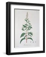 Mentha Piperita from "Phytographie Medicale" by Joseph Roques, Published in 1821-L.f.j. Hoquart-Framed Giclee Print