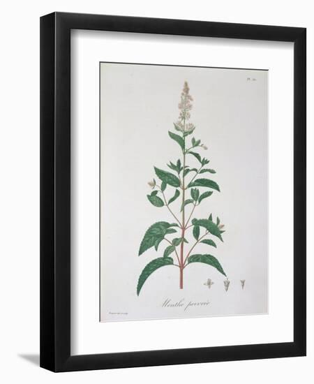 Mentha Piperita from "Phytographie Medicale" by Joseph Roques, Published in 1821-L.f.j. Hoquart-Framed Giclee Print