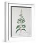 Mentha Piperita from "Phytographie Medicale" by Joseph Roques, Published in 1821-L.f.j. Hoquart-Framed Giclee Print