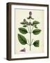 Mentha Piperita Var. Vulgaris Wild Pepper-Mint-null-Framed Giclee Print