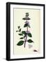 Mentha Rubra Tall Red Mint-null-Framed Giclee Print