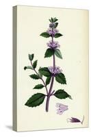 Mentha Rubra Tall Red Mint-null-Stretched Canvas