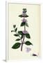 Mentha Rubra Tall Red Mint-null-Framed Giclee Print