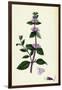 Mentha Rubra Tall Red Mint-null-Framed Giclee Print