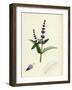 Mentha Viridis Spear-Mint-null-Framed Giclee Print