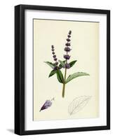 Mentha Viridis Spear-Mint-null-Framed Giclee Print