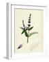 Mentha Viridis Spear-Mint-null-Framed Giclee Print