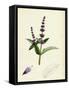 Mentha Viridis Spear-Mint-null-Framed Stretched Canvas