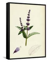 Mentha Viridis Spear-Mint-null-Framed Stretched Canvas