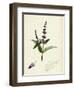 Mentha Viridis Spear-Mint-null-Framed Giclee Print