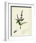 Mentha Viridis Spear-Mint-null-Framed Giclee Print