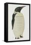 Menu in the Shape on an Emperor Penguin, for the Midwinter's Day Dinner, Cape Evans, 22nd June 1912-Edward W. Nelson-Framed Stretched Canvas