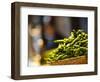 Mercado De San Miguel, Madrid, Spain-Walter Bibikow-Framed Photographic Print