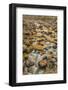 Merced River, Happy Isles, Yosemite, California-John Ford-Framed Photographic Print