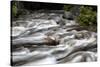 Merced River Swirls with white Foam. Yosemite National Park, California.-Tom Norring-Stretched Canvas