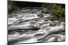 Merced River Swirls with white Foam. Yosemite National Park, California.-Tom Norring-Mounted Photographic Print