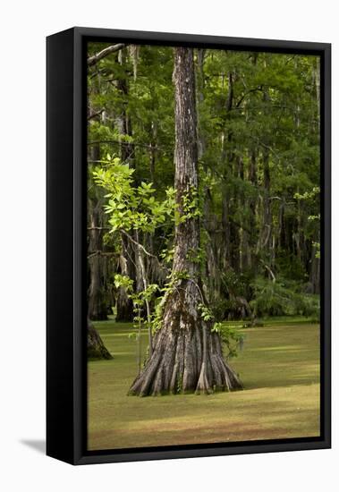 Merchants Millpond State Park, North Carolina-Paul Souders-Framed Stretched Canvas