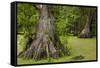 Merchants Millpond State Park, North Carolina-Paul Souders-Framed Stretched Canvas