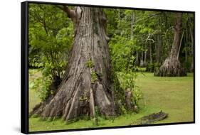 Merchants Millpond State Park, North Carolina-Paul Souders-Framed Stretched Canvas