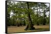Merchants Millpond State Park, North Carolina-Paul Souders-Framed Stretched Canvas