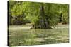 Merchants Millpond State Park, North Carolina-Paul Souders-Stretched Canvas