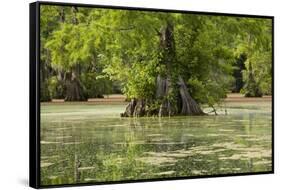 Merchants Millpond State Park, North Carolina-Paul Souders-Framed Stretched Canvas