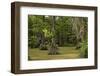 Merchants Millpond State Park, North Carolina-Paul Souders-Framed Photographic Print