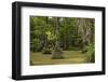 Merchants Millpond State Park, North Carolina-Paul Souders-Framed Photographic Print