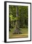 Merchants Millpond State Park, North Carolina-Paul Souders-Framed Photographic Print