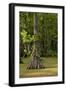 Merchants Millpond State Park, North Carolina-Paul Souders-Framed Photographic Print