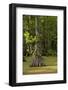 Merchants Millpond State Park, North Carolina-Paul Souders-Framed Photographic Print