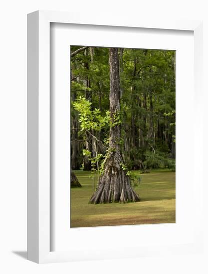 Merchants Millpond State Park, North Carolina-Paul Souders-Framed Photographic Print