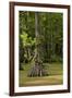 Merchants Millpond State Park, North Carolina-Paul Souders-Framed Photographic Print