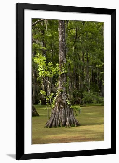 Merchants Millpond State Park, North Carolina-Paul Souders-Framed Photographic Print