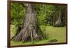 Merchants Millpond State Park, North Carolina-Paul Souders-Framed Photographic Print