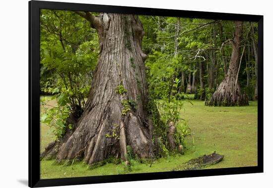 Merchants Millpond State Park, North Carolina-Paul Souders-Framed Photographic Print