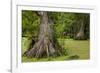 Merchants Millpond State Park, North Carolina-Paul Souders-Framed Photographic Print