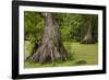 Merchants Millpond State Park, North Carolina-Paul Souders-Framed Photographic Print