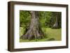 Merchants Millpond State Park, North Carolina-Paul Souders-Framed Photographic Print