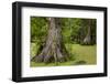 Merchants Millpond State Park, North Carolina-Paul Souders-Framed Photographic Print