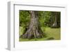 Merchants Millpond State Park, North Carolina-Paul Souders-Framed Photographic Print